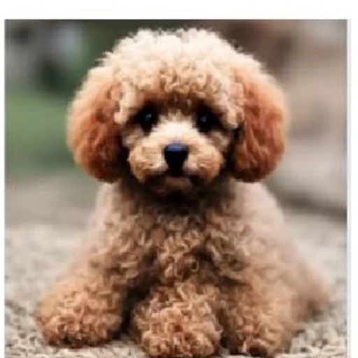 DPO result for the toy poodle prompt.