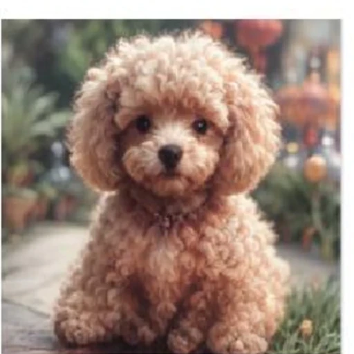 DRaFT result for the toy poodle prompt.