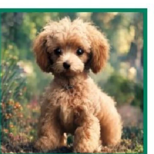 DrPO result for the toy poodle prompt.