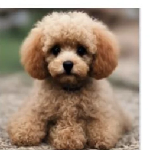 GRPO result for the toy poodle prompt.