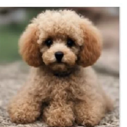 PSO result for the toy poodle prompt.
