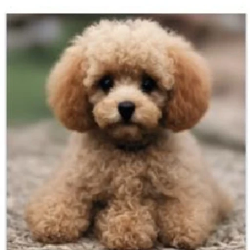 SD-Turbo result for the toy poodle prompt.