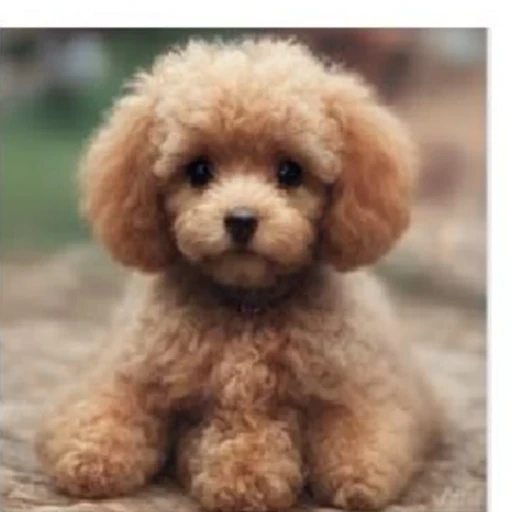 VGGFlow result for the toy poodle prompt.